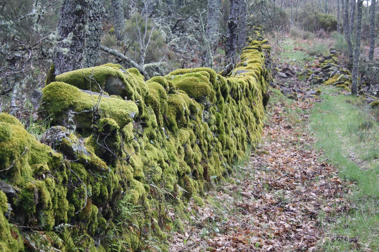 Apartamentos Sierra De Francia Monsagro 外观 照片